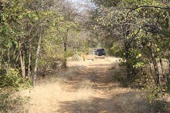 Jungle View Resort Sawai Madhopur Buitenkant foto